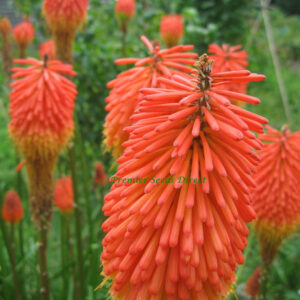 Kniphofia Crown Hybrid
