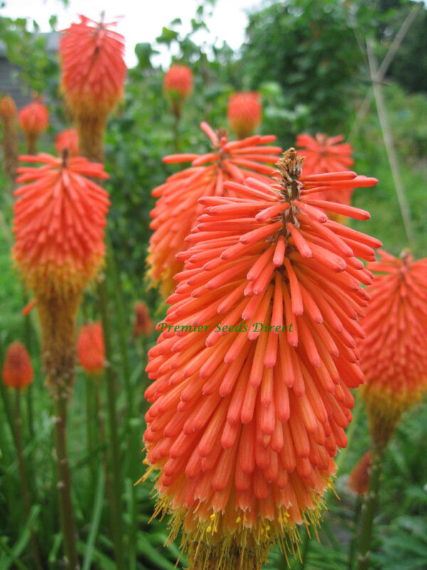 Kniphofia Crown Hybrid