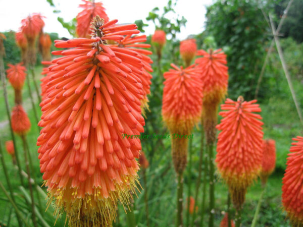 Kniphofia Crown Hybrid - Image 2