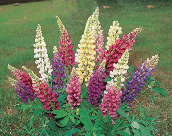 Lupin Russel Mixed