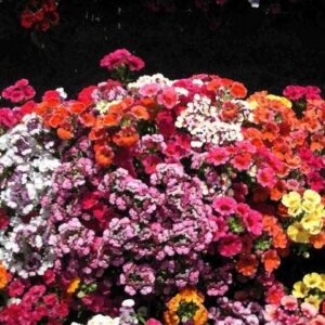 Nemesia Strumosa Carnival Mixture