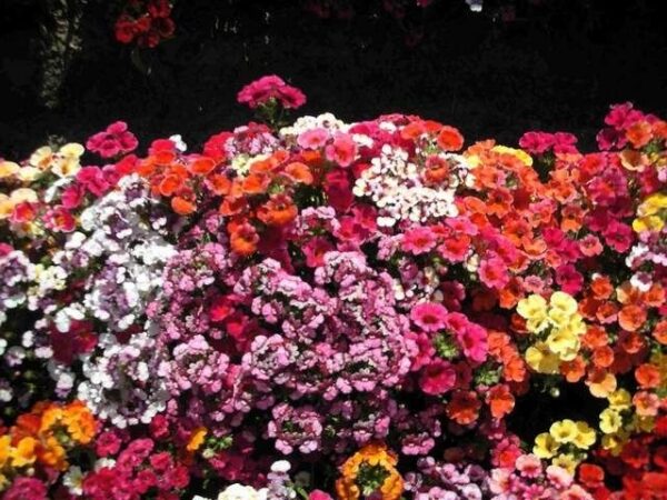 Nemesia Strumosa Carnival Mixture