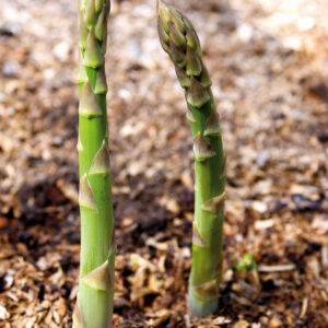 Asparagus Seeds