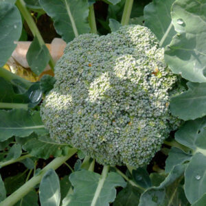 Broccoli Seeds
