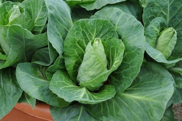 Cabbage Greyhound