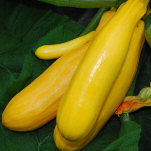 Courgette - Zucchini Golden Zebra F1