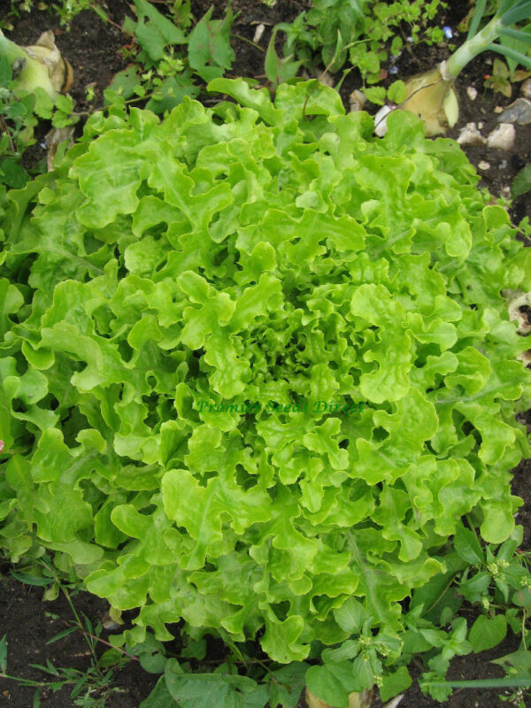 Organic Lettuce Salad Bowl Green - Image 2