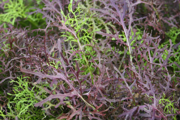 Mustard Mizuna Red Streaked