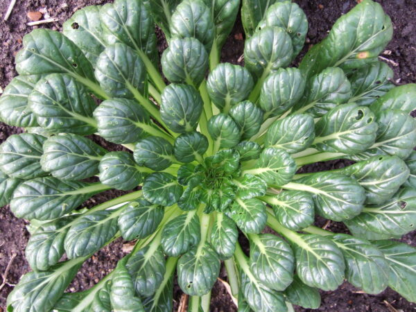Mustard Tatsoi
