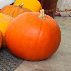 Pumpkin Big Max