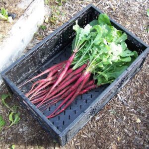 Italian Radish Candela Di Fuoco