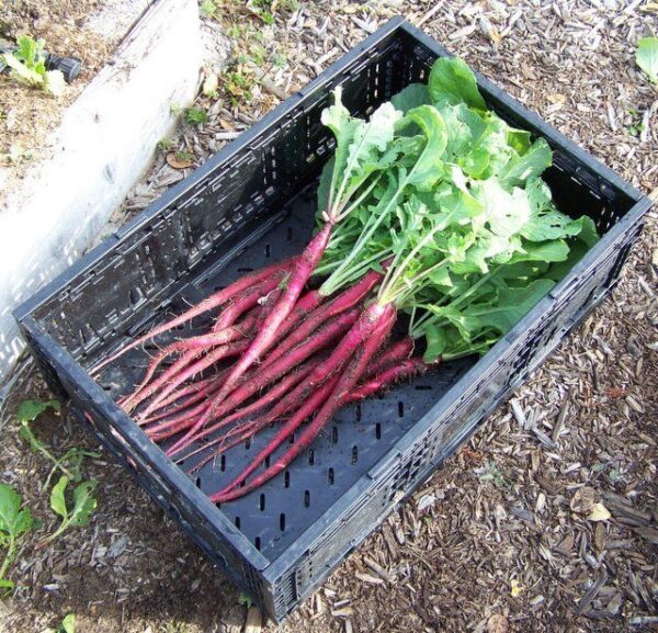 Italian Radish Candela Di Fuoco