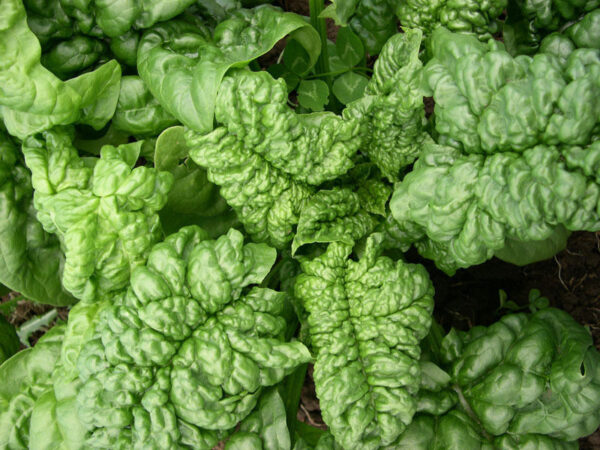 Spinach Bloomsdale Long Standing