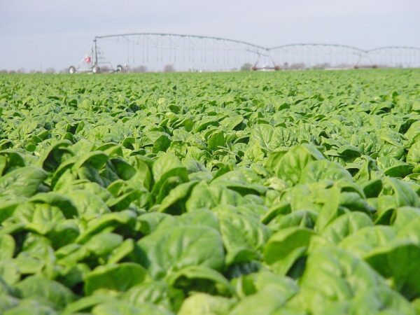 Spinach Medania