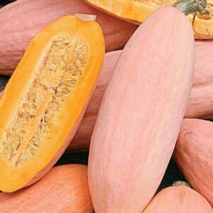 Squash Jumbo Pink Banana Organic