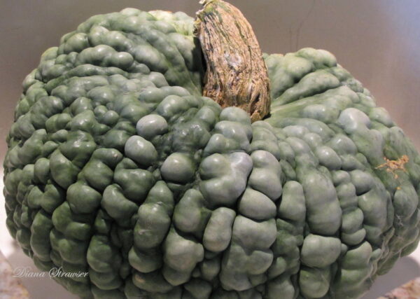 Italian Winter Squash Marina Di Chioggia