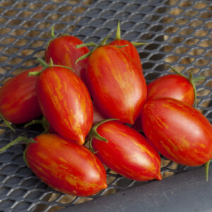 Tomato Trailing Sunstripe F1