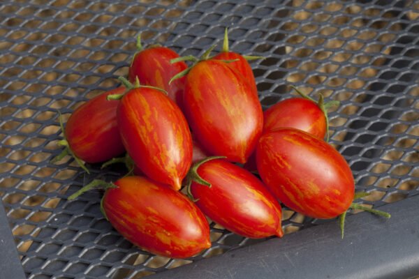 Tomato Trailing Sunstripe F1