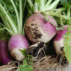 Turnip - Organic