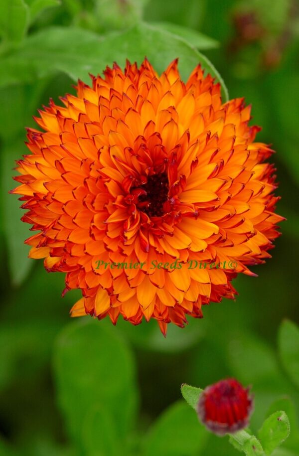 Calendula Neon - Image 2