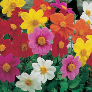 Dahlia Dwarf Patio Mignon
