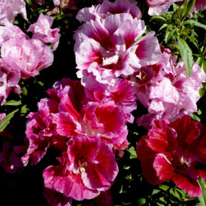 GODETIA WHITNEYI - AZALEA DOUBLE MIXED new