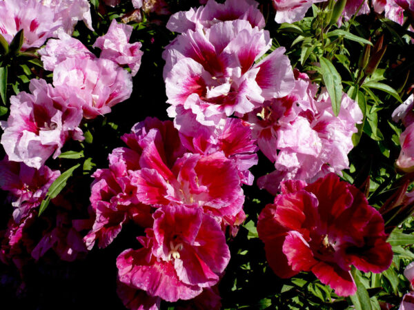 GODETIA WHITNEYI - AZALEA DOUBLE MIXED new
