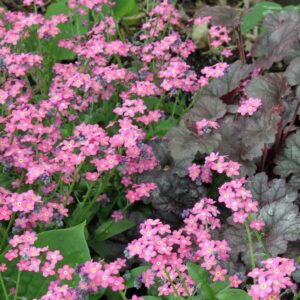 Forget Me Not Myosotis Sylvatica Rose new