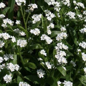 Forget Me Not Myosotis Sylvatica White new