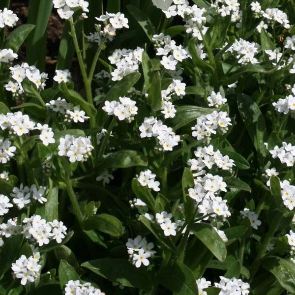 Forget Me Not Myosotis Sylvatica White new