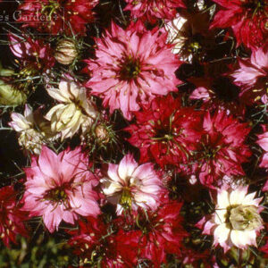 Flower Nigella Love In A Mist Mulberry Rose new