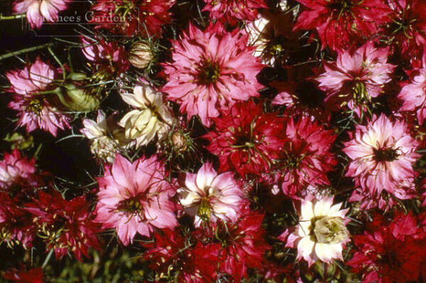 Flower Nigella Love In A Mist Mulberry Rose new