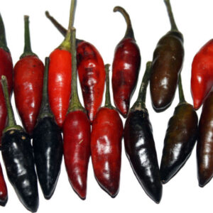 Hot Chilli Pepper Krishna Jolokia new