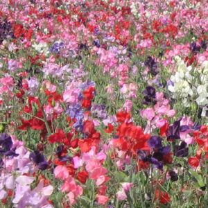 Sweet Pea Dwarf Knee High Mix
