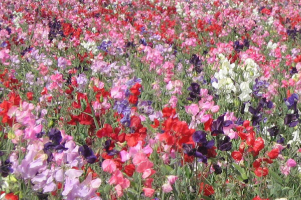 Sweet Pea Dwarf Knee High Mix