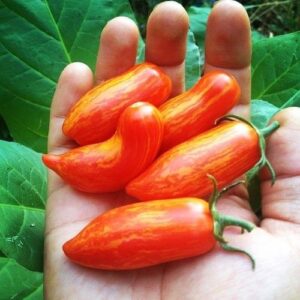 Tomato - Sweet Casaday