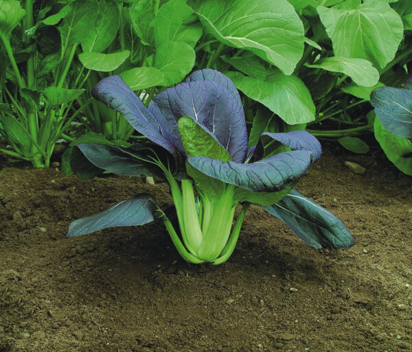 Cabbage Pak Choi Red new