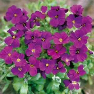 Aubretia Gracillis Rock Cress Royal Violet new