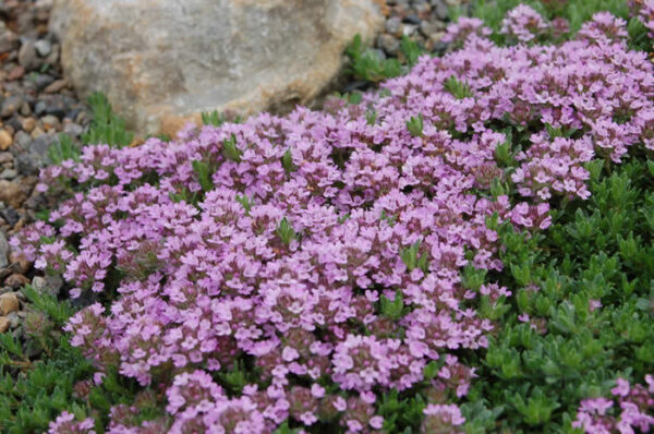 Thyme Purple Creeping new