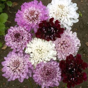 Flower Pincushion Flower Imperial Mix