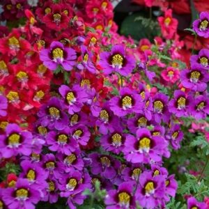 Schizanthus Angel Wings Mix NEW