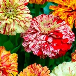 Zinnia Elegans Peppermint Stick new