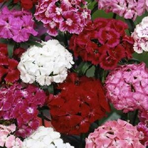 Sweet William Double Mix NEW
