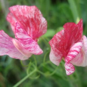 Sweet Pea Heirloom America new
