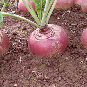 SWEDE - TWEED F1 -150 FINEST SEEDS