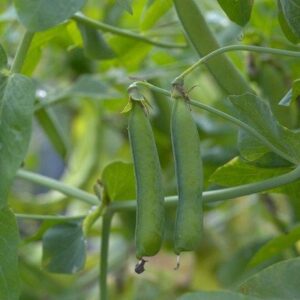 Pea - Organic