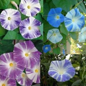 Morning Glory Ipomoea Flying Saucer Mix new