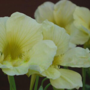Nasturtium Tropaeolum Milkmaid