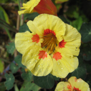 Nasturtium Peach Melba