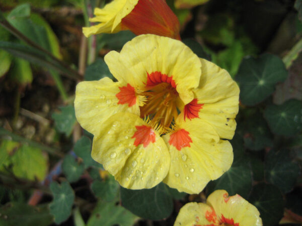 Nasturtium Peach Melba